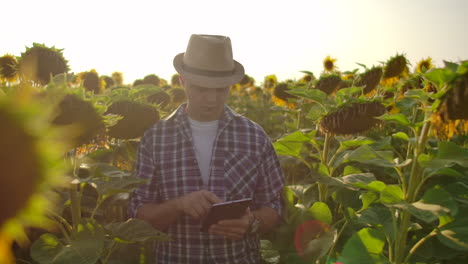 A-young-farmer-is-walking-on-a-field-with-a-lot-of-big-sunflowers-in-summer-day-and-writes-its-properties-to-his-electronic-tablet.
